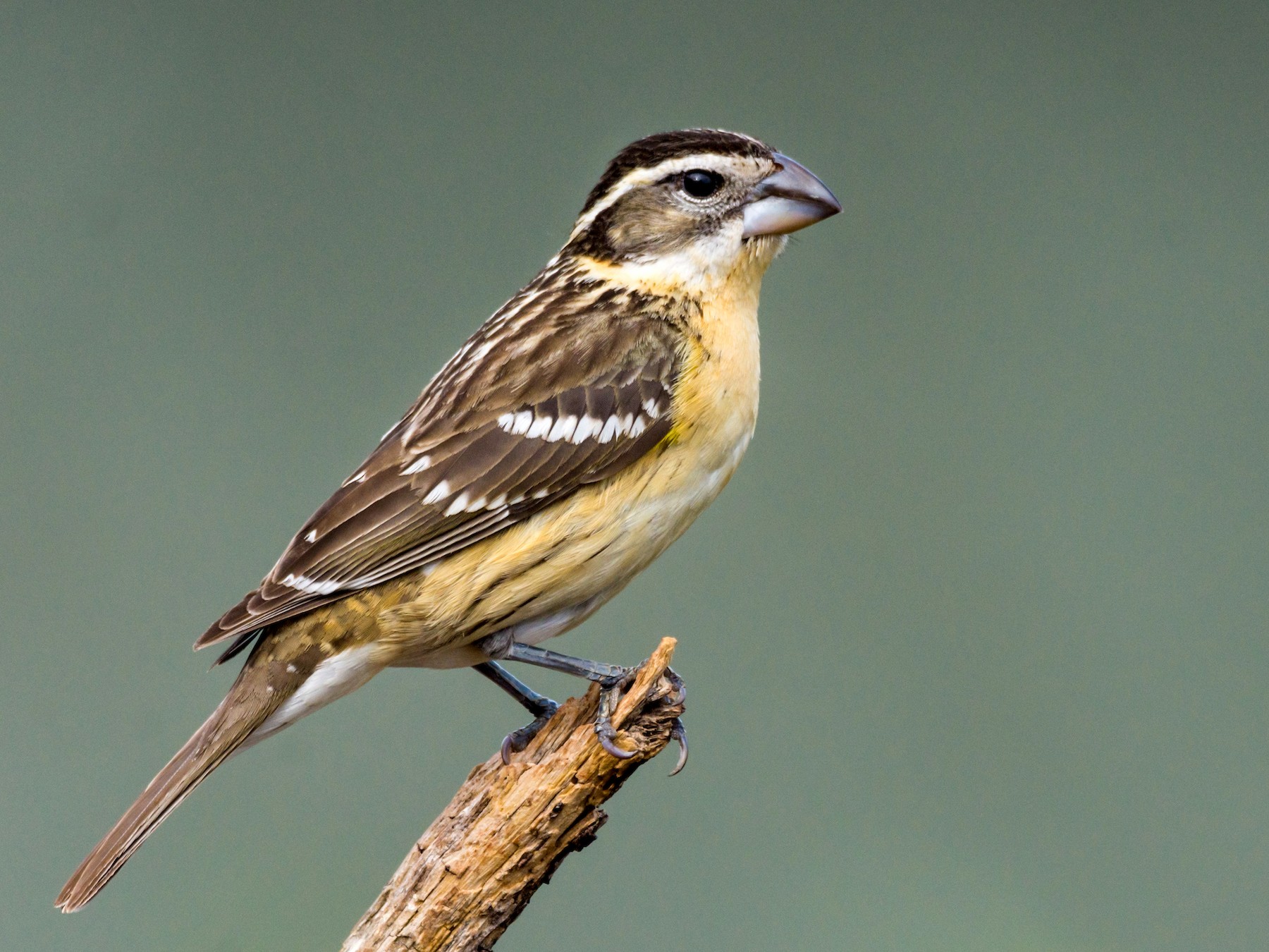 female red breasted grosbeak