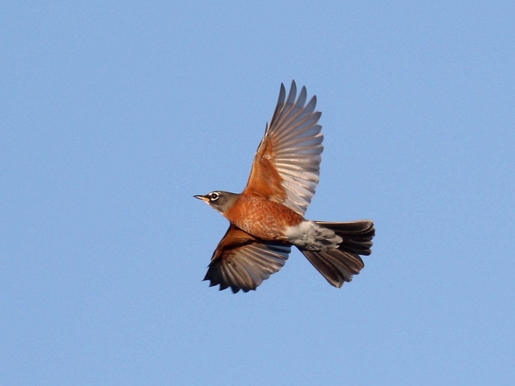 American Robin - Alex Lamoreaux