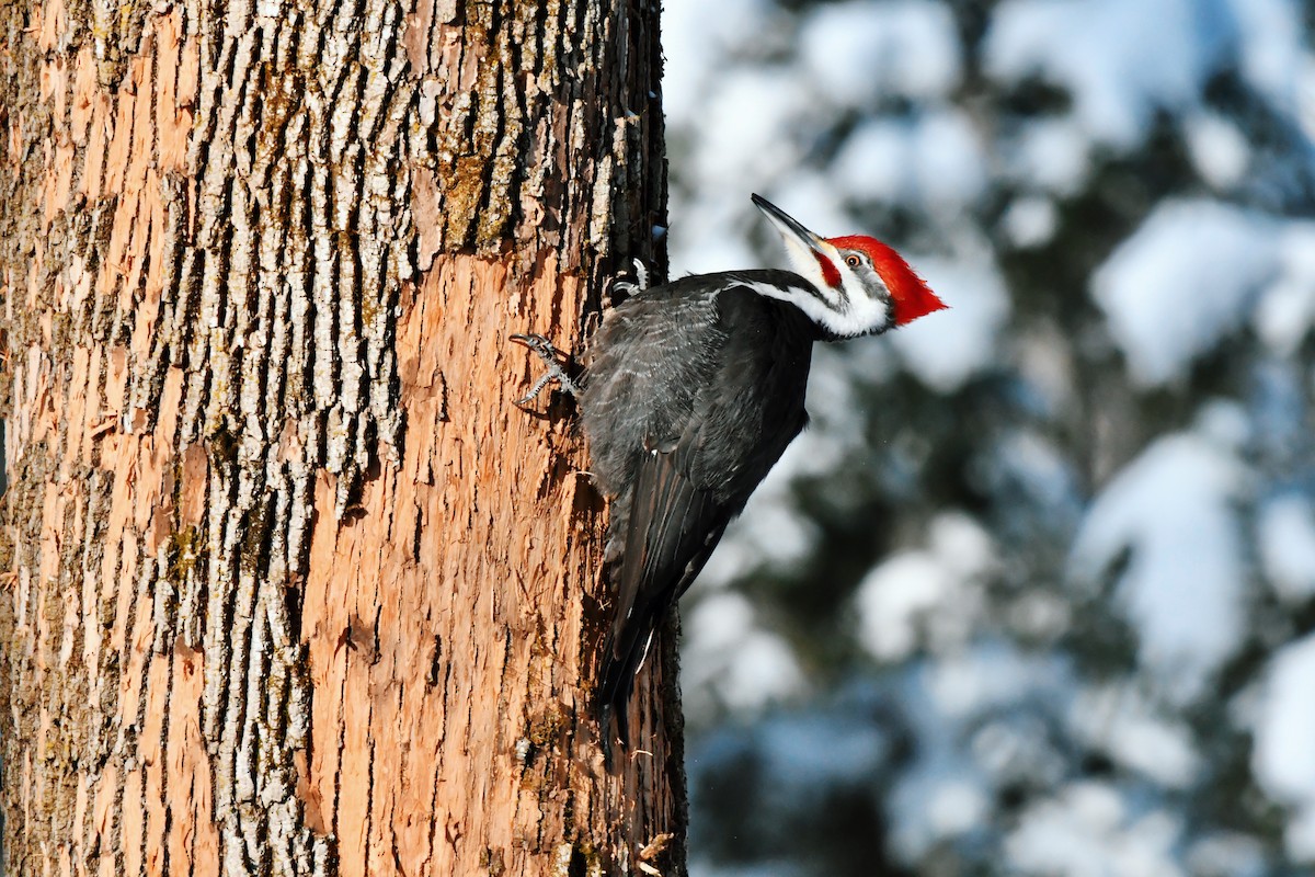 Pileated Woodpecker - Francois St-Cyr