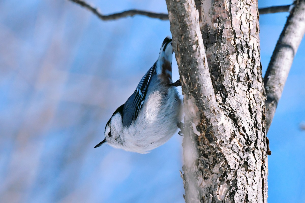 White-breasted Nuthatch - Francois St-Cyr