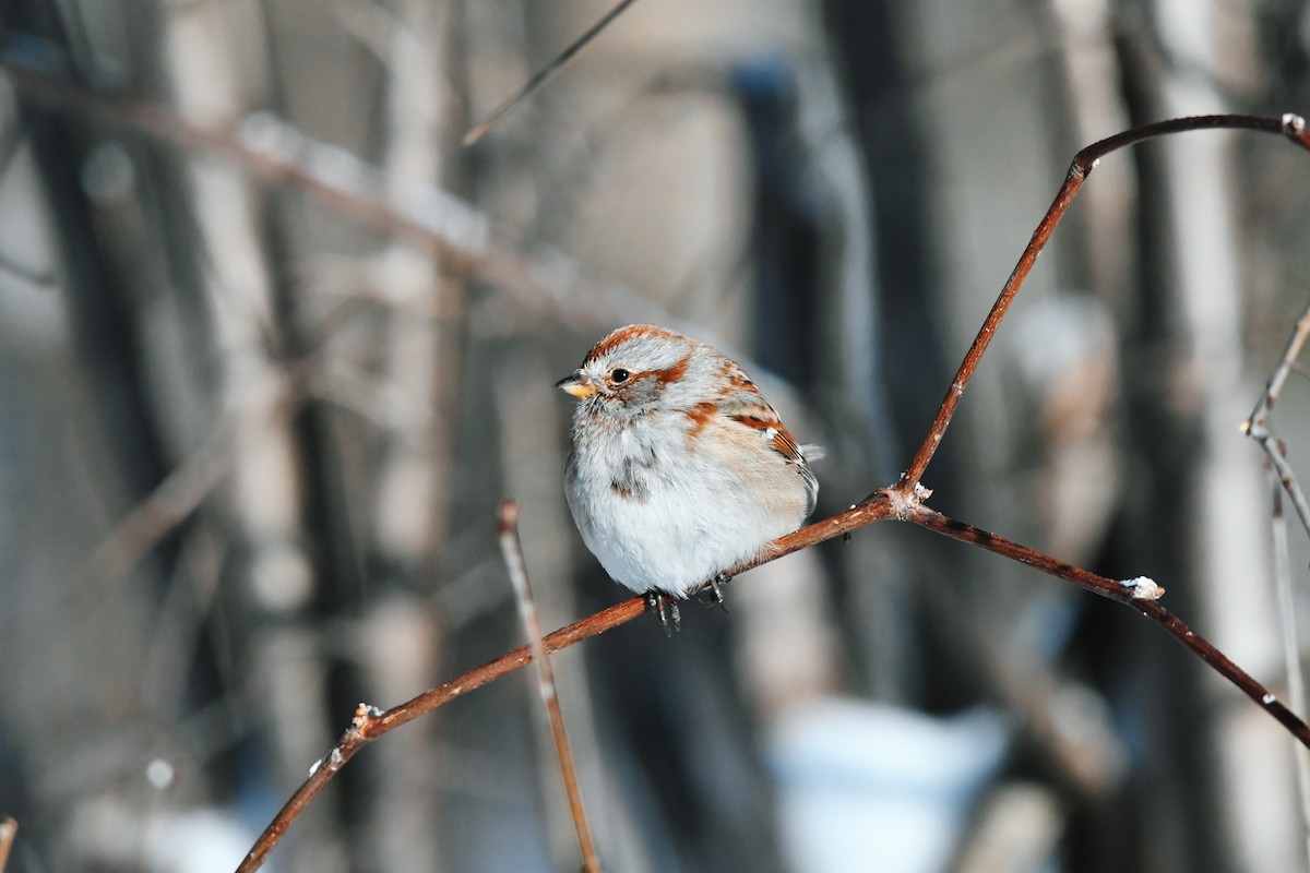 American Tree Sparrow - Francois St-Cyr