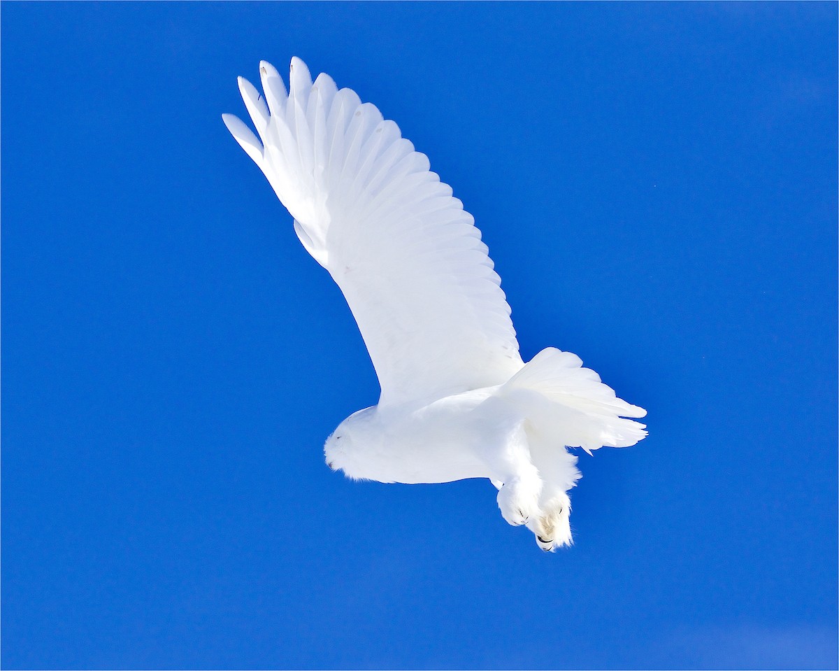 Белая сова - ML308804451
