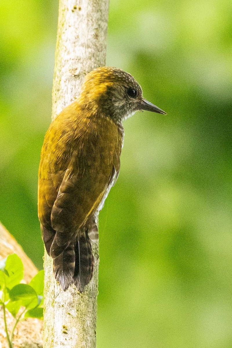 Yellow-eared Woodpecker - ML308805821
