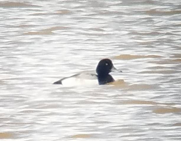 Greater Scaup - ML308809171