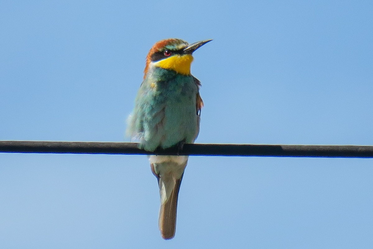 European Bee-eater - ML308811281