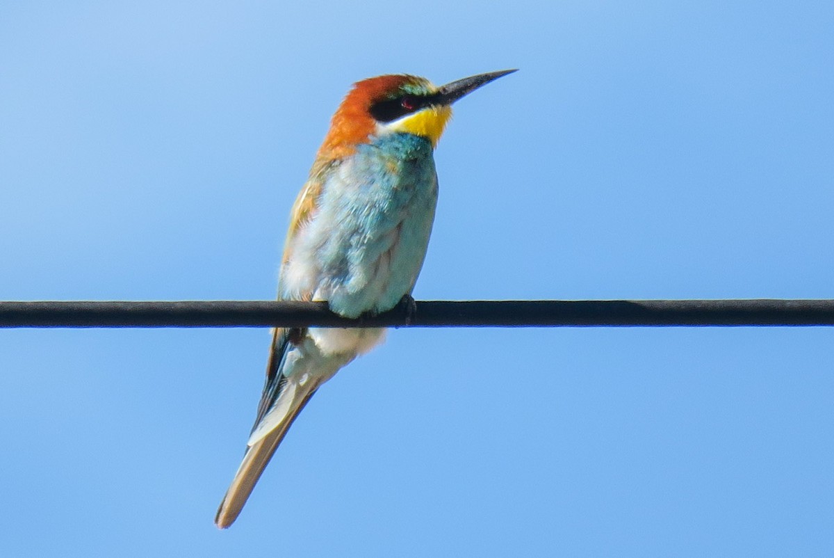 European Bee-eater - ML308811291