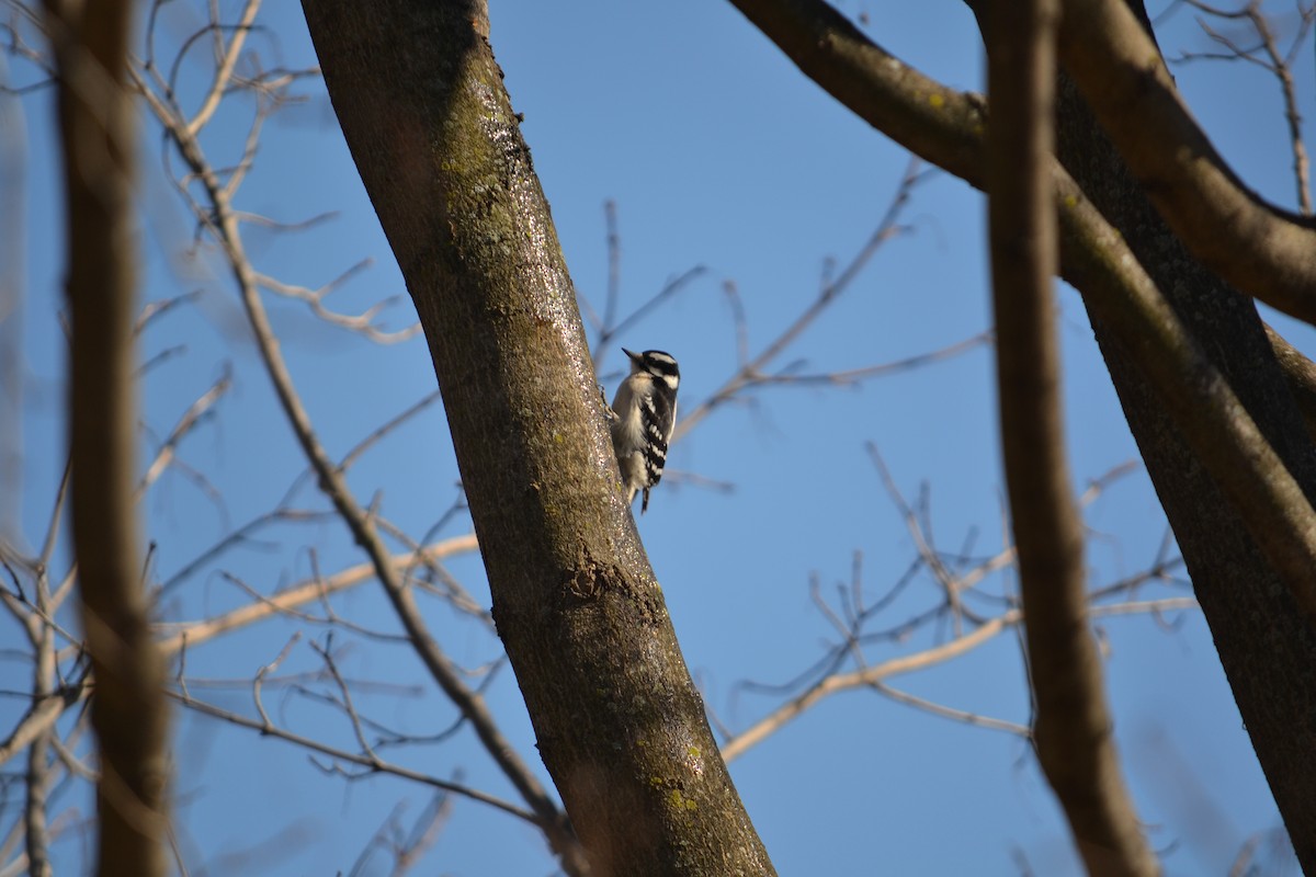 Downy Woodpecker - ML308813941