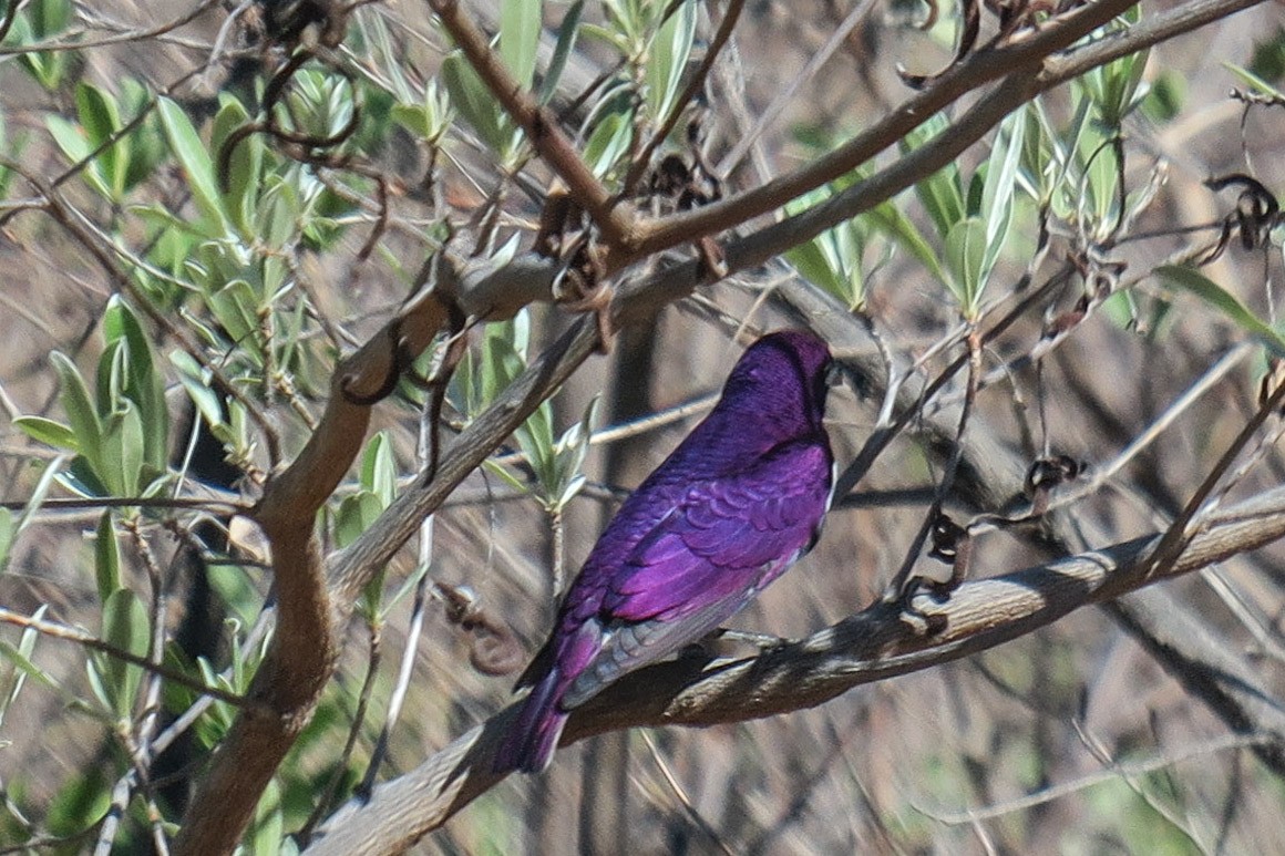 Violet-backed Starling - ML308815531