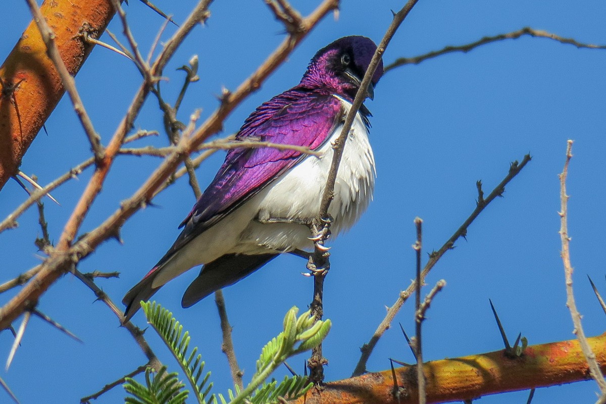 Violet-backed Starling - ML308815541