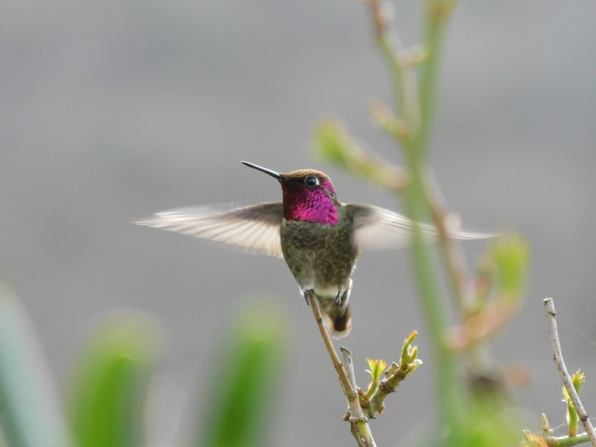 Anna's Hummingbird - ML308820611