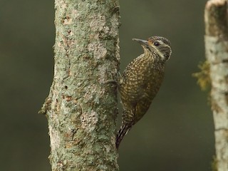  - White-spotted Woodpecker