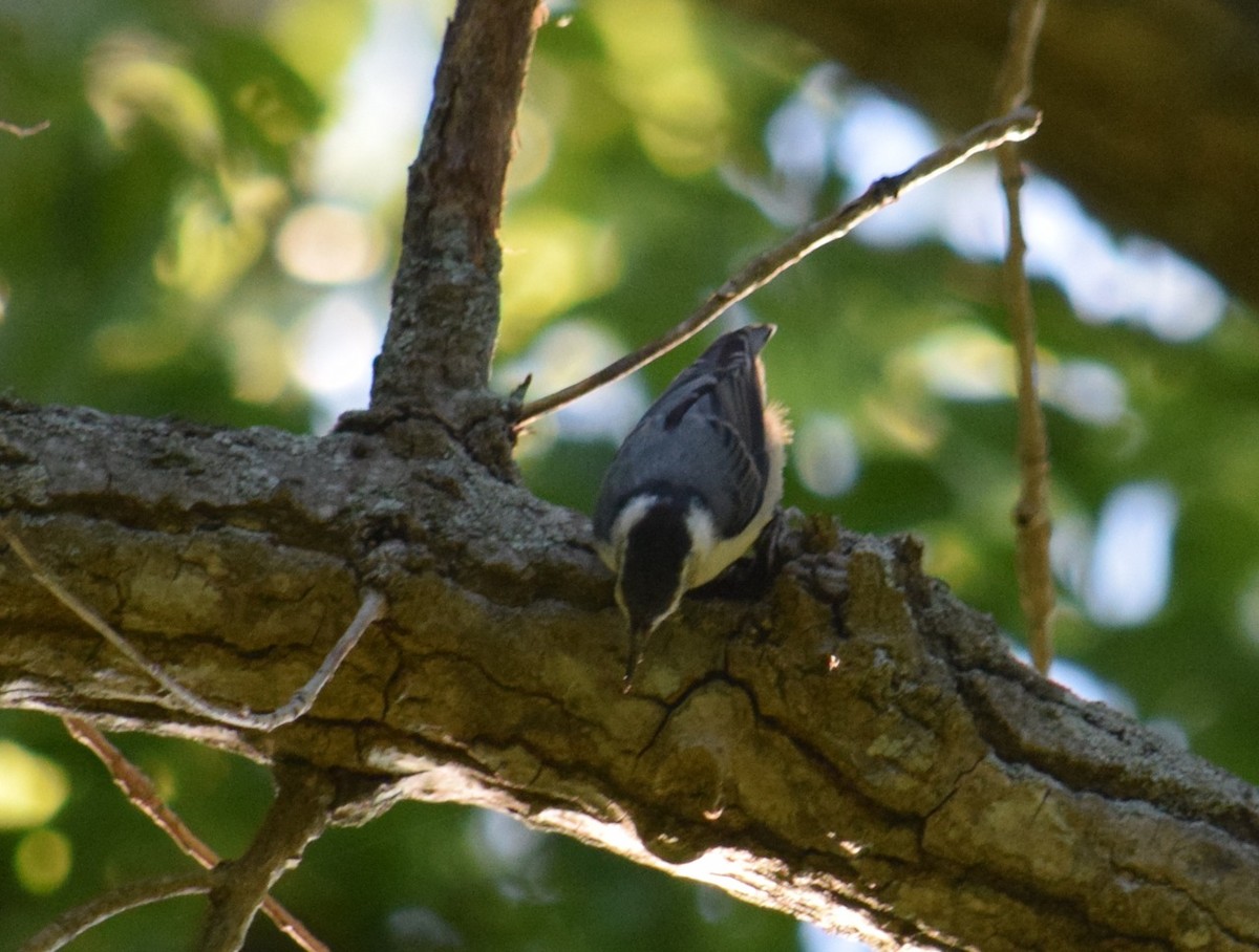 White-breasted Nuthatch - ML30882411