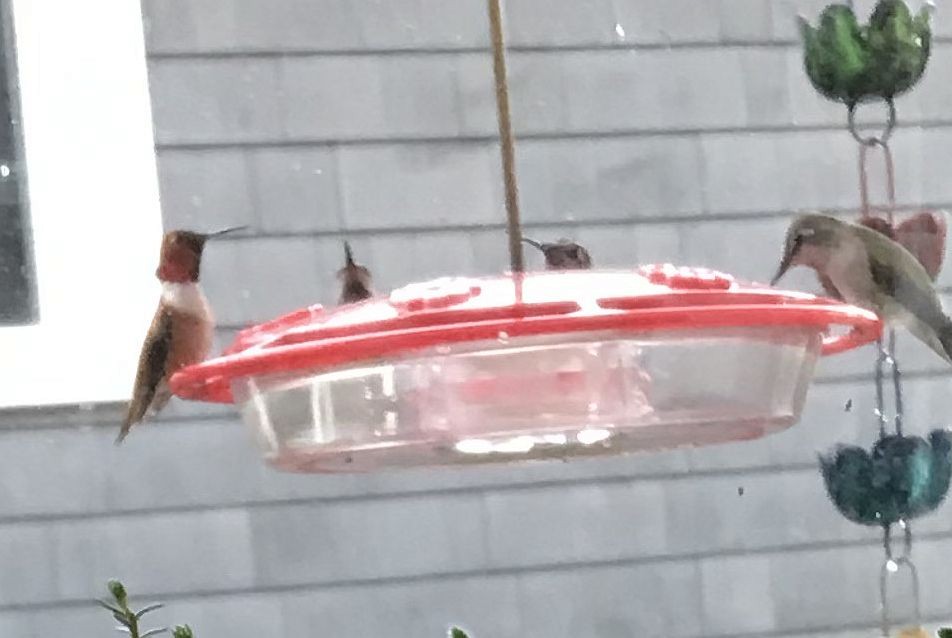 Rufous Hummingbird - ML308828431