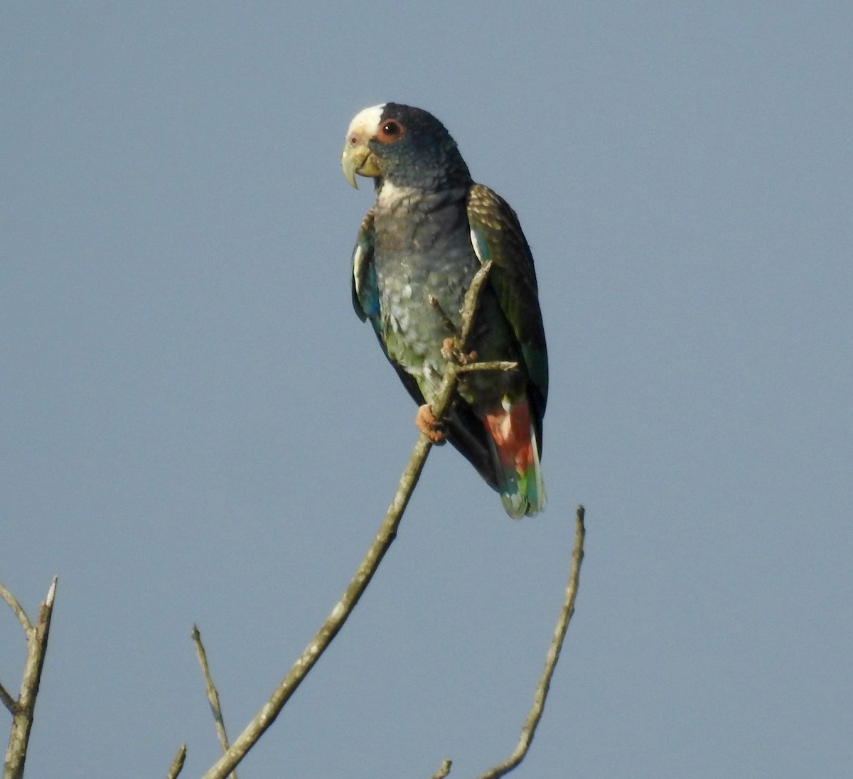 White-crowned Parrot - ML308829781