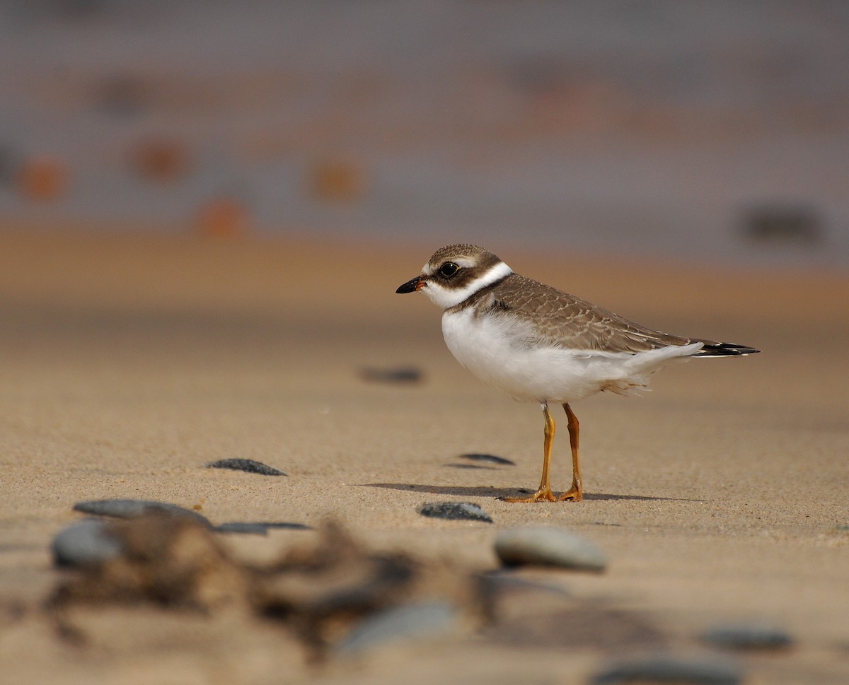 Semipalmated Plover - David M. Bell