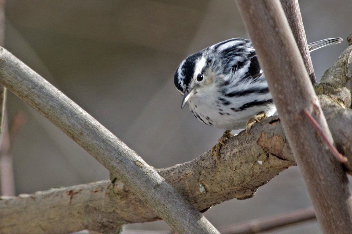 Black-and-white Warbler - Rob Dickerson