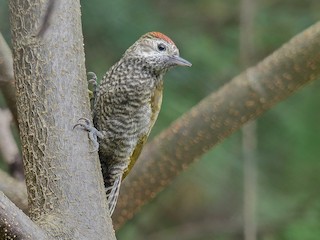  - Dot-fronted Woodpecker