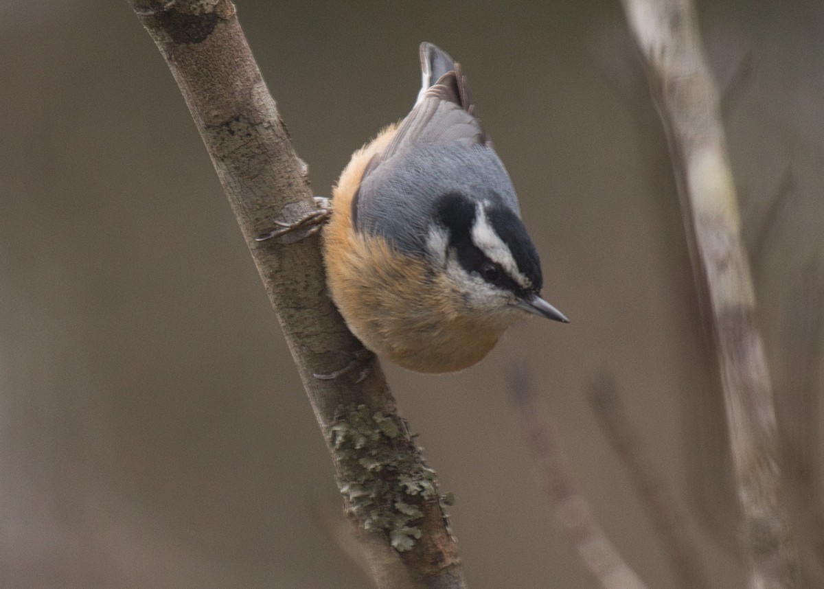 Red-breasted Nuthatch - ML308843361