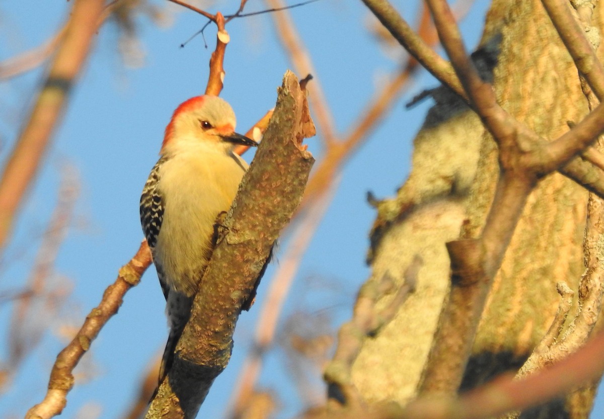 Red-bellied Woodpecker - ML308843701