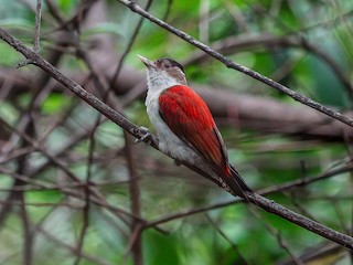  - Scarlet-backed Woodpecker