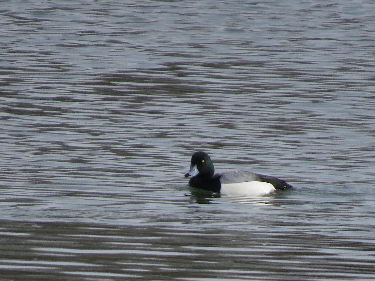 Greater Scaup - ML308846531