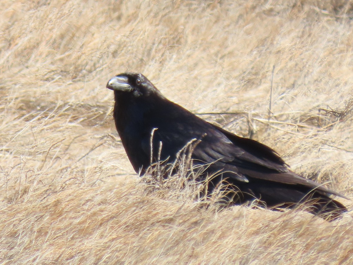 Common Raven - Frederick Bowes