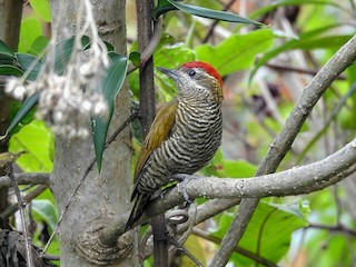  - Bar-bellied Woodpecker