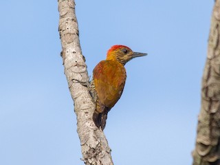  - Red-stained Woodpecker
