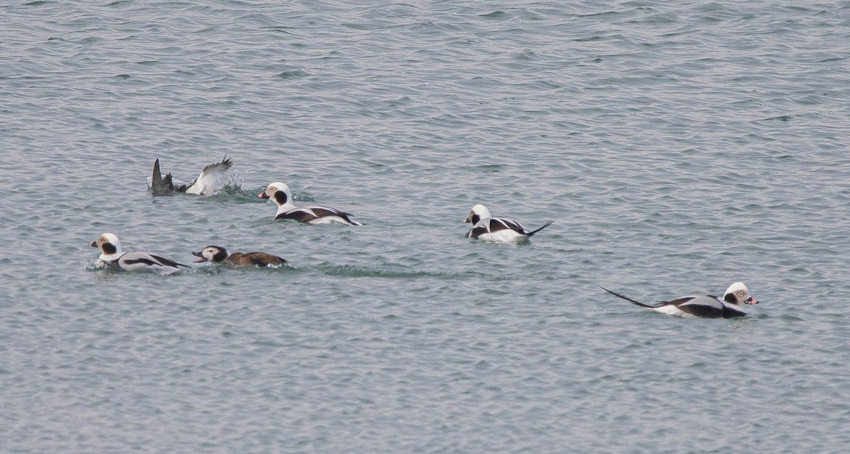 Long-tailed Duck - ML308855951