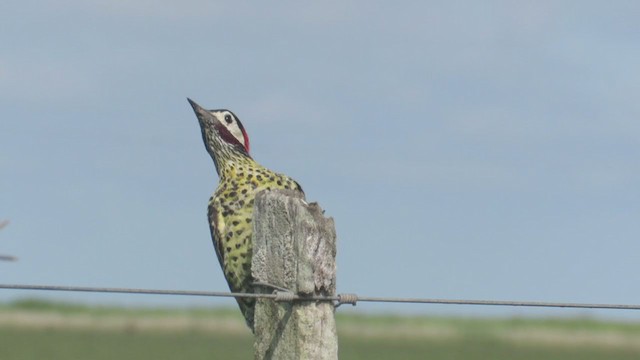 Green-barred Woodpecker - ML308859471