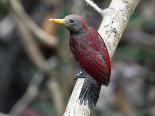  - Maroon Woodpecker