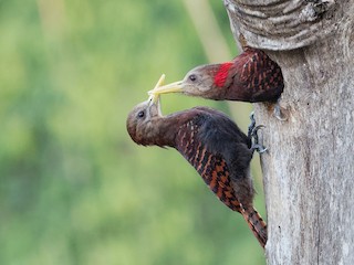  - Bay Woodpecker