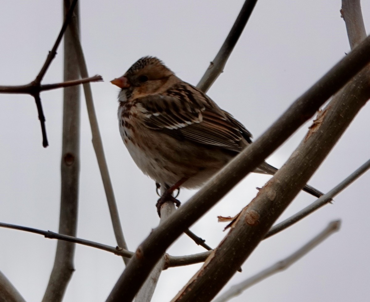 Harris's Sparrow - Fred Wamboldt