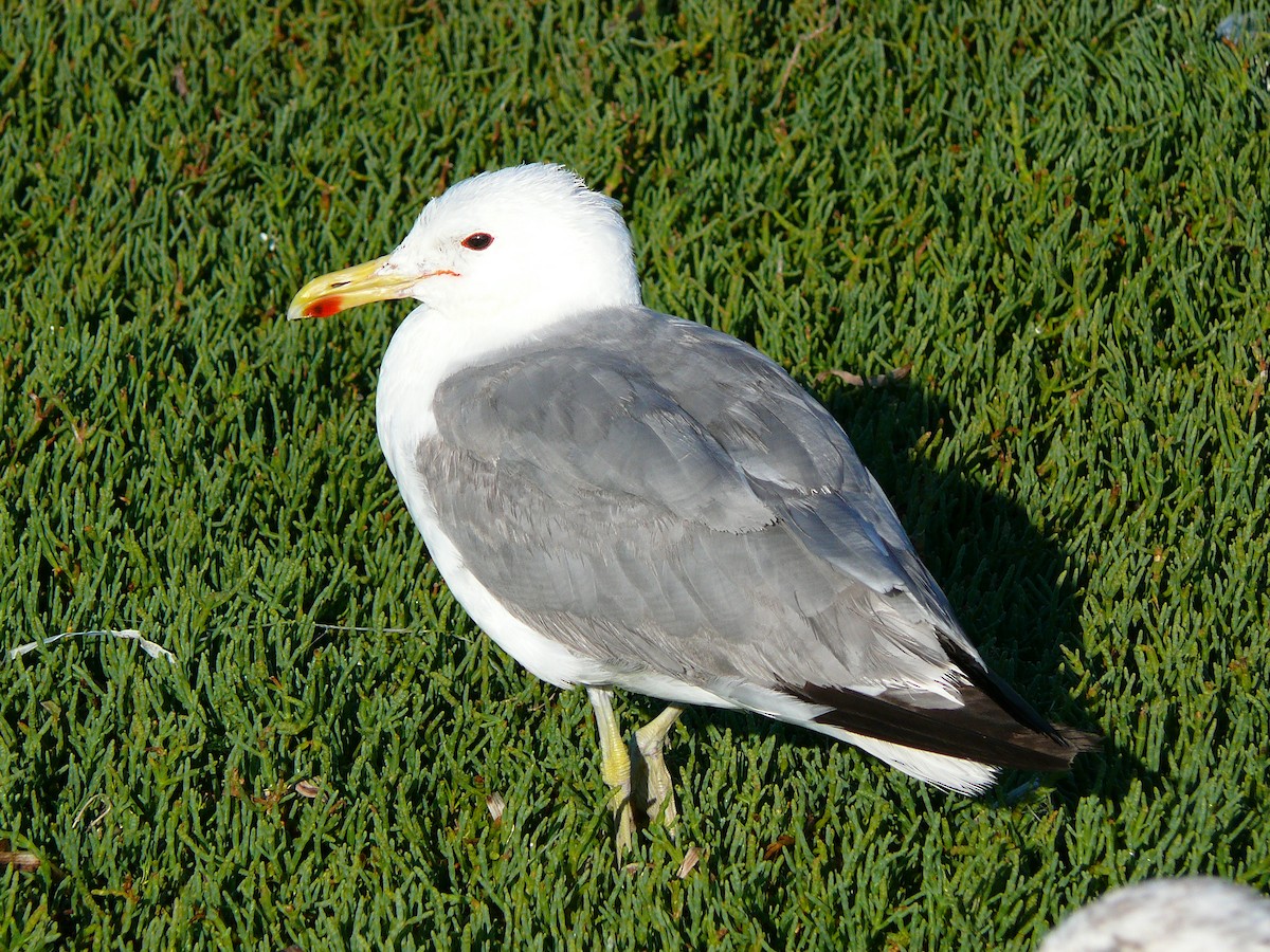 California Gull - ML30886771