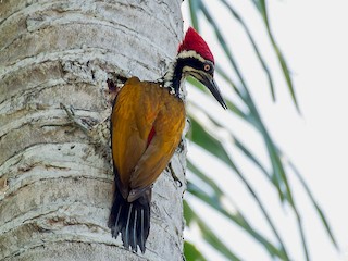  - Greater Flameback