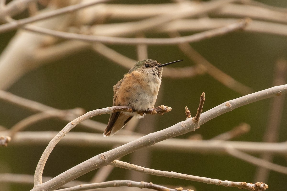 Broad-tailed Hummingbird - ML308873381
