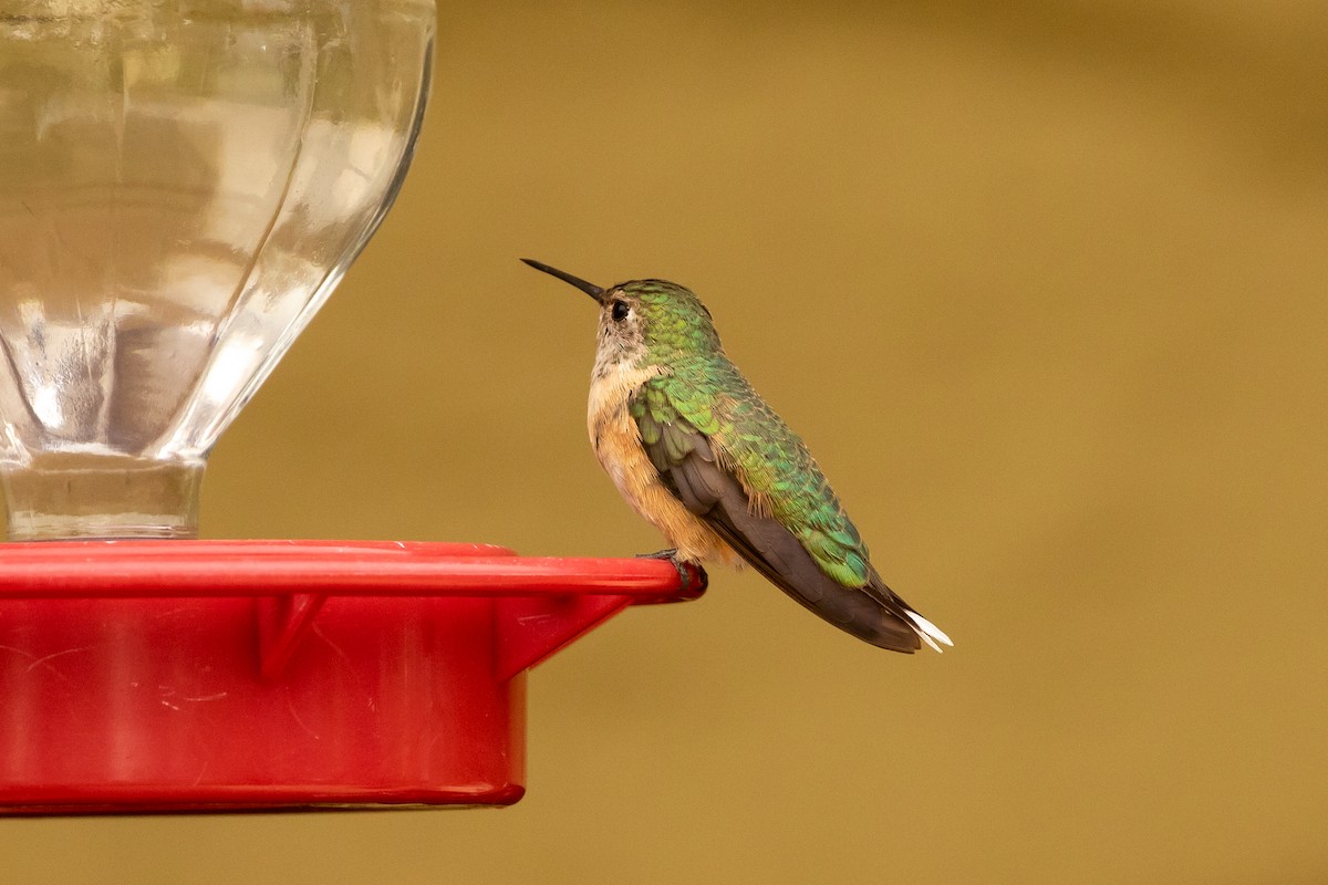 Broad-tailed Hummingbird - ML308873461