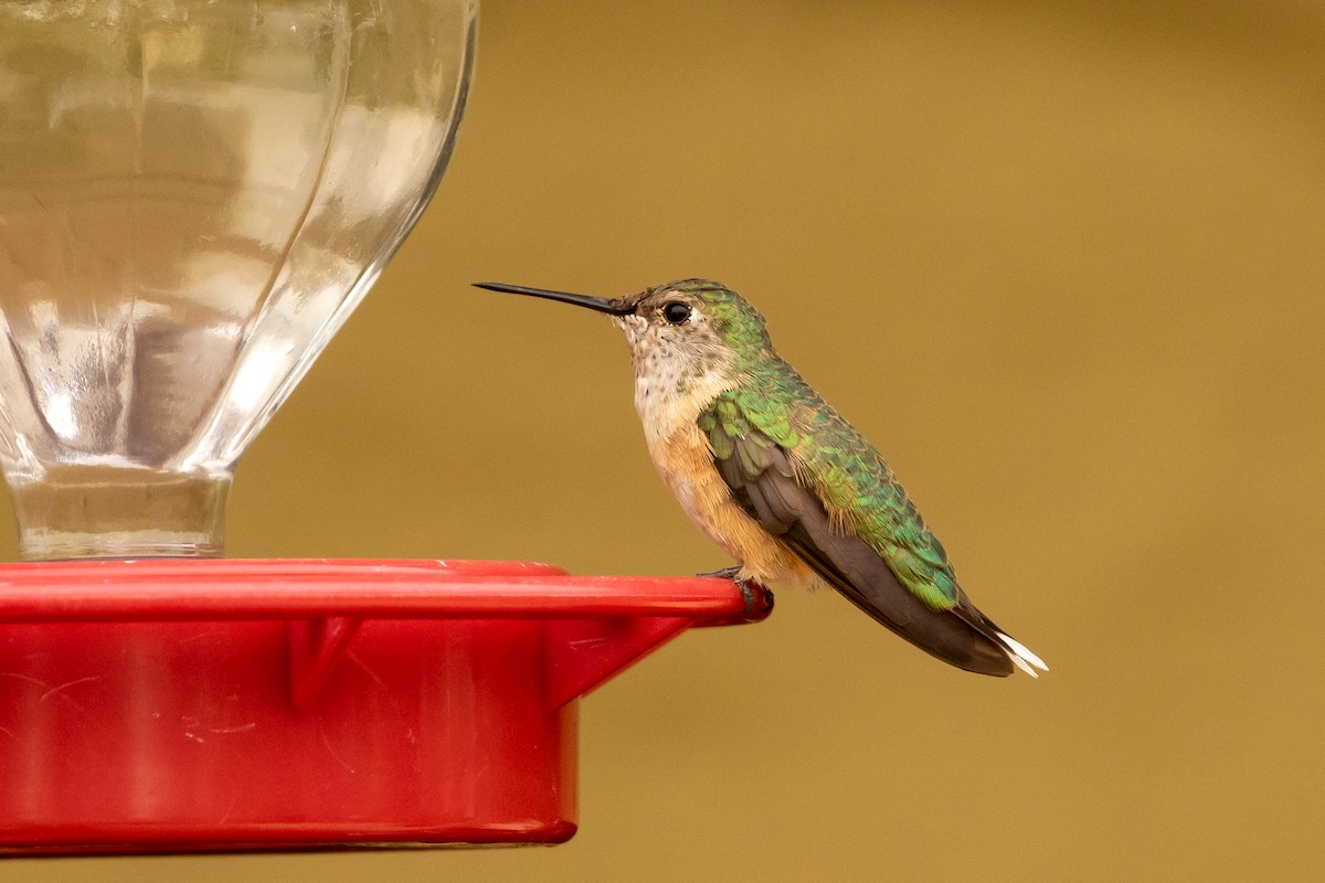 Broad-tailed Hummingbird - ML308873511