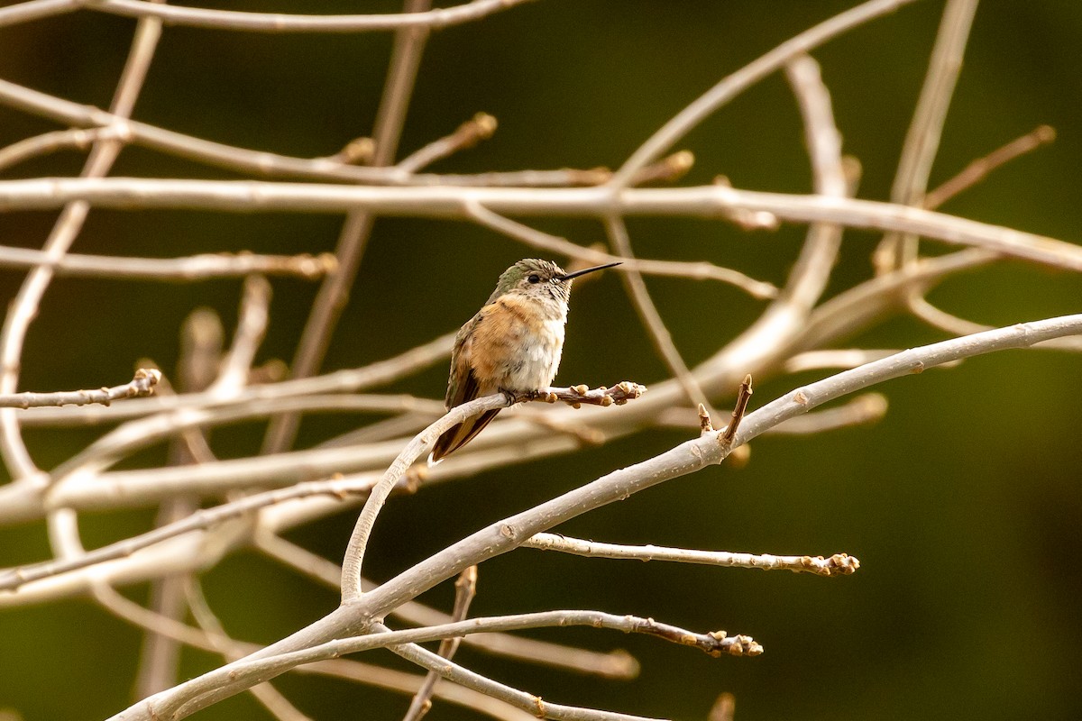 Broad-tailed Hummingbird - Mark Stephenson