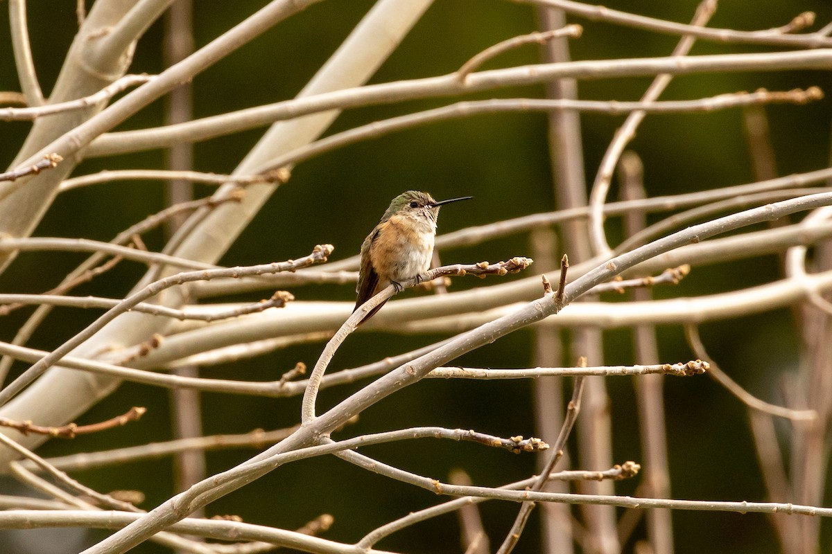 Broad-tailed Hummingbird - ML308874361