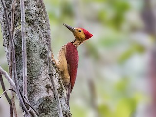  - Yellow-faced Flameback