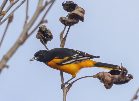 Baltimore Oriole - eBird