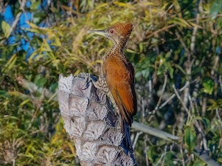  - Buff-spotted Flameback