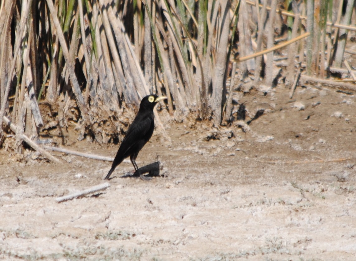 Spectacled Tyrant - ML308879421