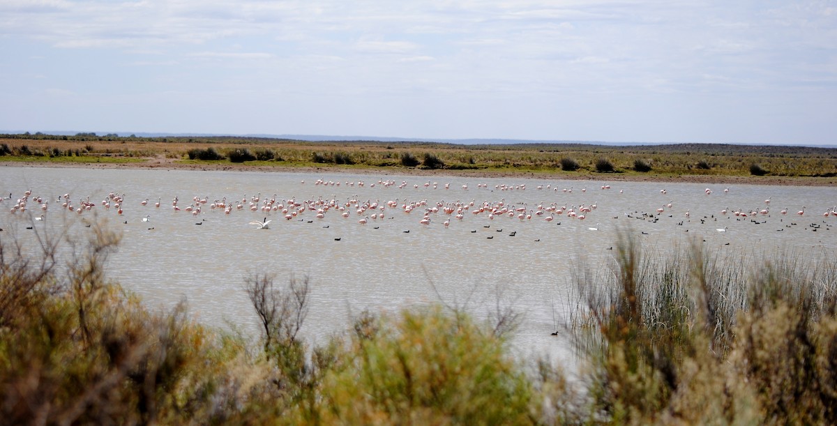 Chilean Flamingo - COA ROCA ÑACURUTÚ