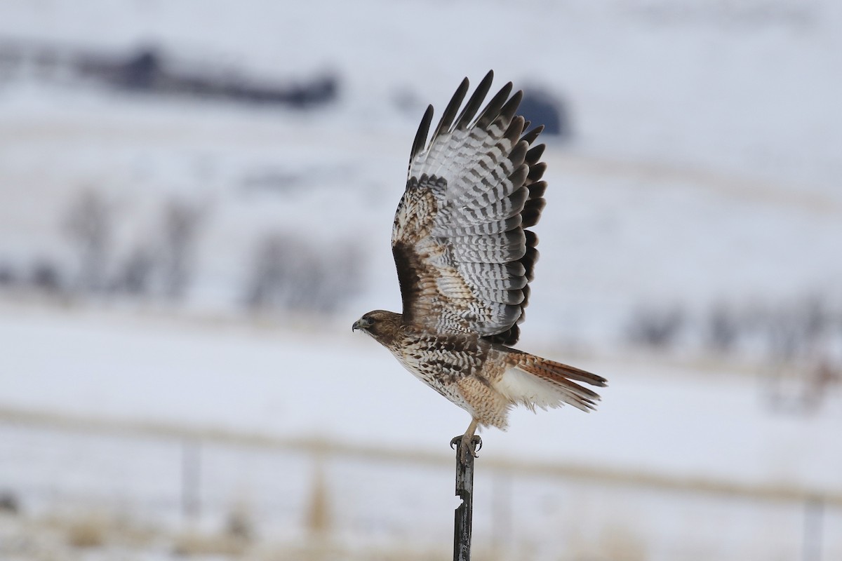 Red-tailed Hawk - Russ Morgan