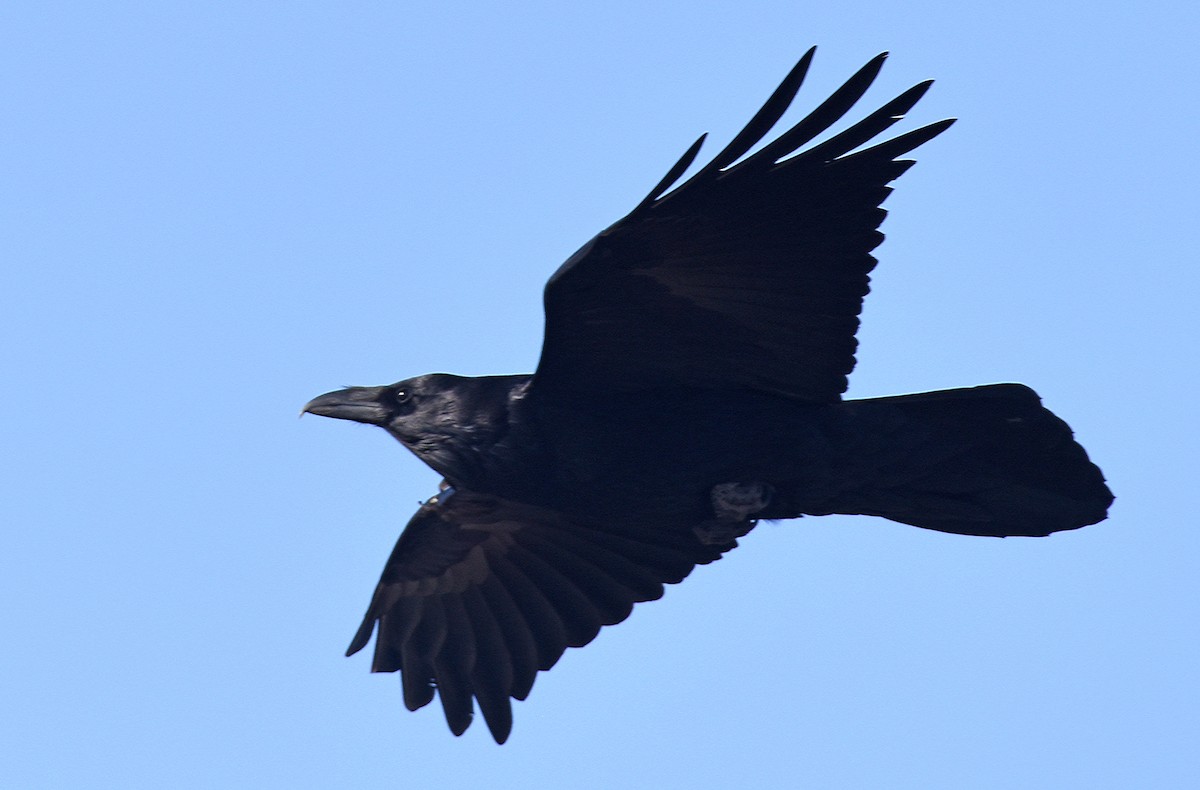 Common Raven - ML308882241