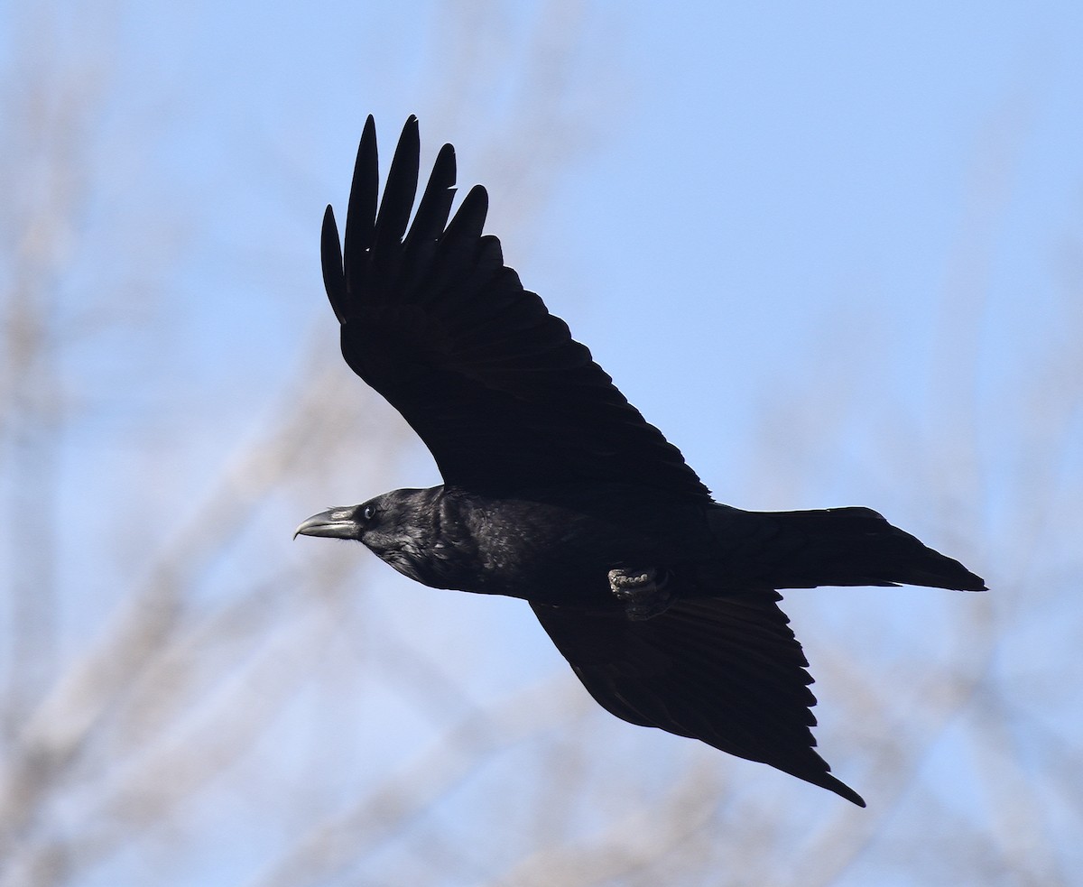 Common Raven - ML308882251