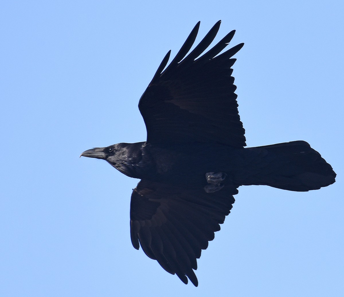 Common Raven - ML308882261