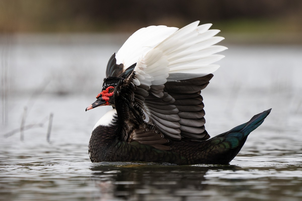 Muscovy Duck (Domestic type) - Justin Bright